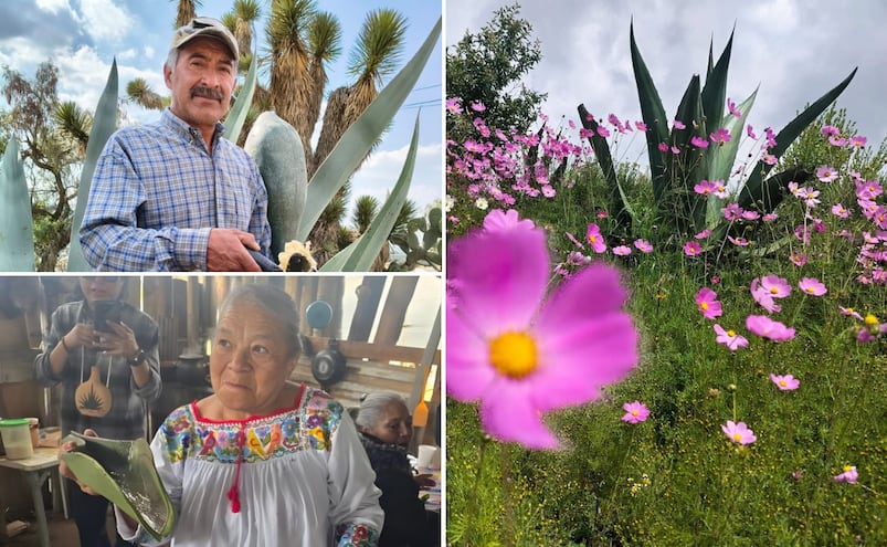 Ruta del pulque en Hidalgo: una experiencia que se vive desde el campo y no desde el escaparate