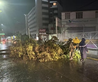 Galería: Caída de árboles y anegamientos en Tula de Allende