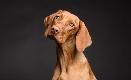 San Salvador analiza la creación de dirección de Sanidad y Protección Animal