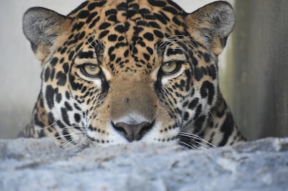 Hidalgo refuerza la conservación del jaguar con estrategia comunitaria para 2026