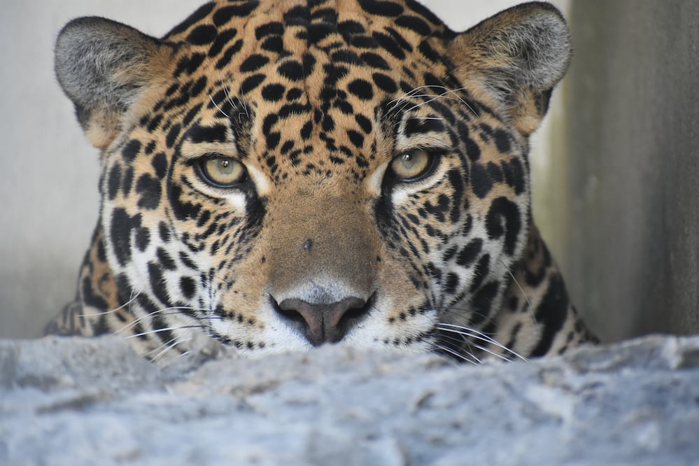 Hidalgo apuesta por la conservación del jaguar | Foto: especial