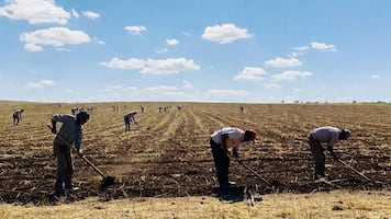 Colocan a 42 jornaleros hidalguenses en empresas agrícolas