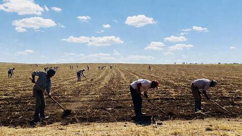 Colocan a 42 jornaleros hidalguenses en empresas agrícolas