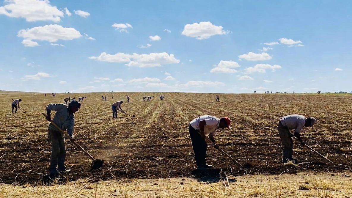 Jornaleros I foto: Grok IA