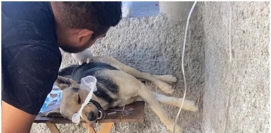 Condenan agresión a perrito en Ixmiquilpan; piden justicia y asesoría legal