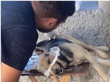 Condenan agresión a perrito en Ixmiquilpan; piden justicia y asesoría legal