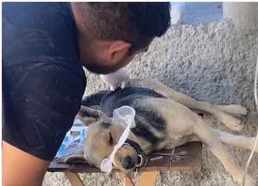 Condenan agresión a perrito en Ixmiquilpan; piden justicia y asesoría legal