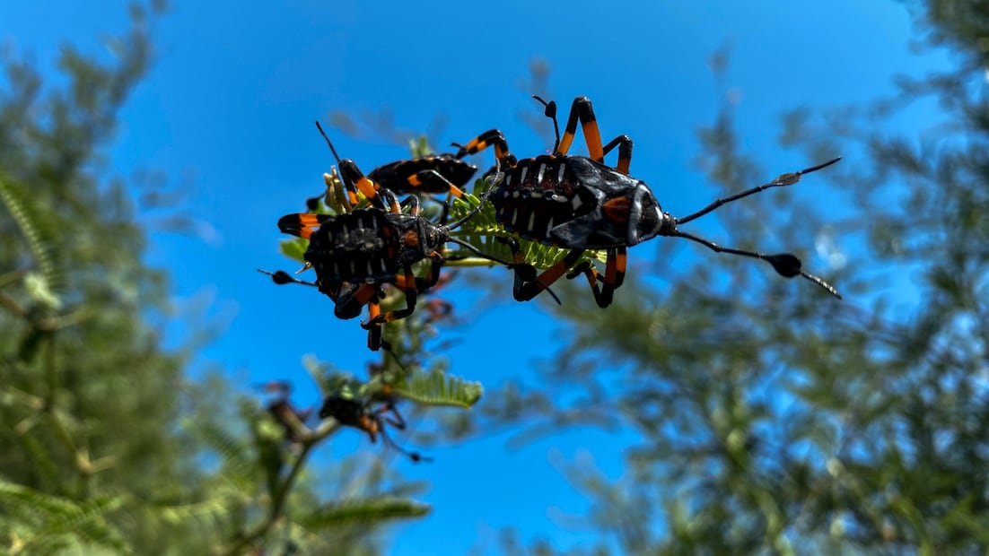 Gastronomía de Cardonal llega a El Gourmet con serie “La Ruta de los Insectos” | Foto: especial