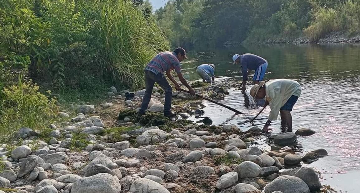 Habitantes del ejido Tecolotitla retiraron el musgo (sargazo), que crece en el río que cruza frente a la cabecera municipal de Atlapexco