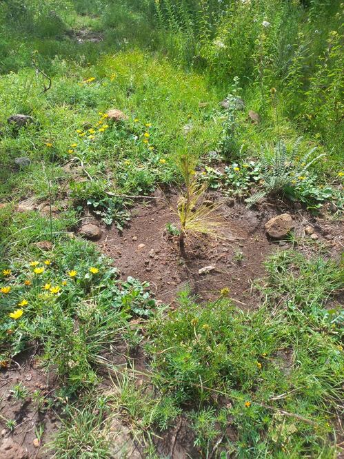 Reporta Semarnath 99% de supervivencia en reforestación del ANP Cerros La Paila – El Xihuingo