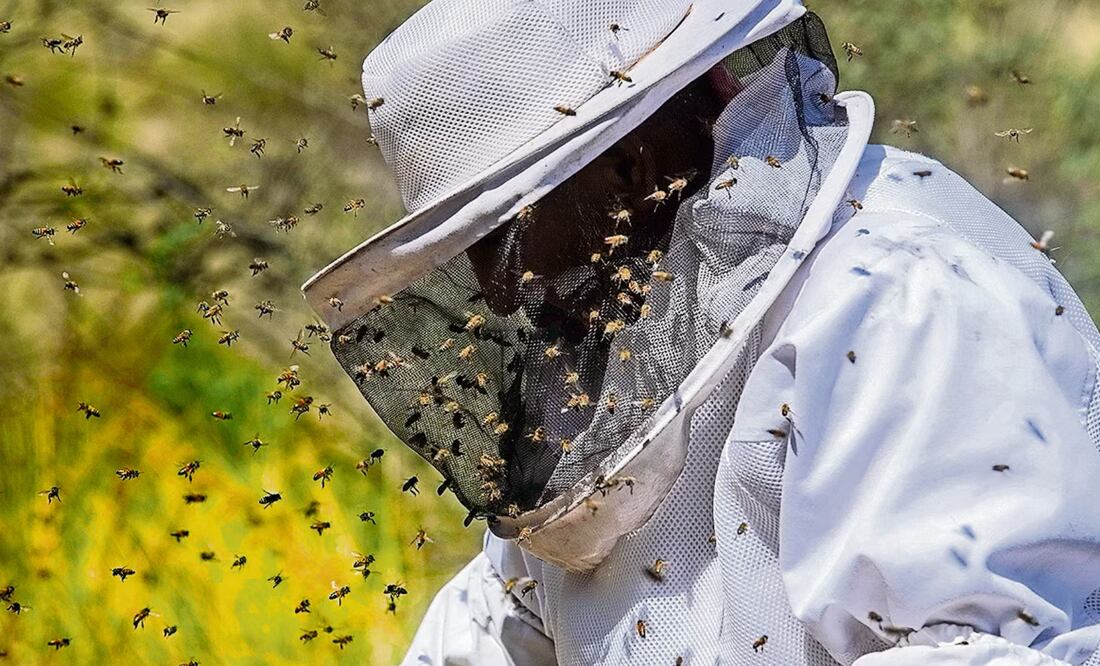 Decenas de abejas revolotean alrededor del apicultor Enrique Jurado mientras extrae los marcos con miel de las colmenas en su apiario. Foto: Gabriel Pano EL UNIVERSAL Fotos: Gabriel Pano/ El Universal NO TOMAR SON PARA TRABAJO ESPECIAL