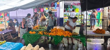 Se dispara el precio del cempasúchil en la Huasteca; el rollo alcanza los mil pesos