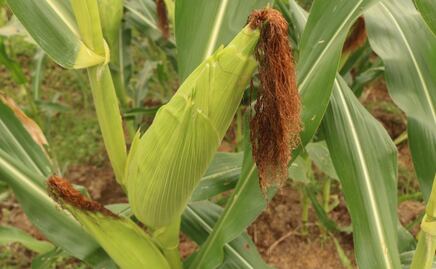 Productores del campo esperan mejoren los precios del maíz para vender su producto