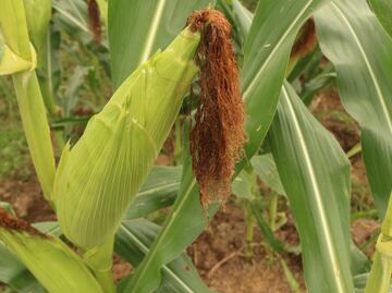 Productores del campo esperan mejoren los precios del maíz para vender su producto
