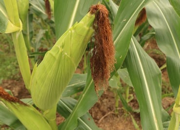 Productores del campo esperan mejoren los precios del maíz para vender su producto