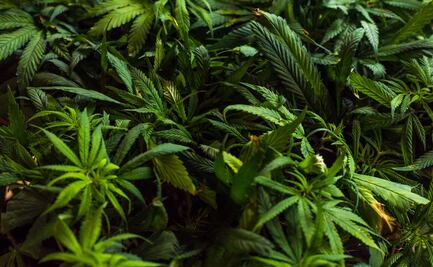 Localizan plantas de marihuana en Pisaflores