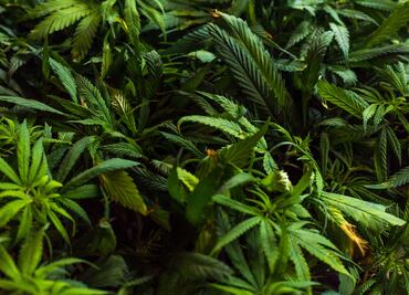 Localizan plantas de marihuana en Pisaflores