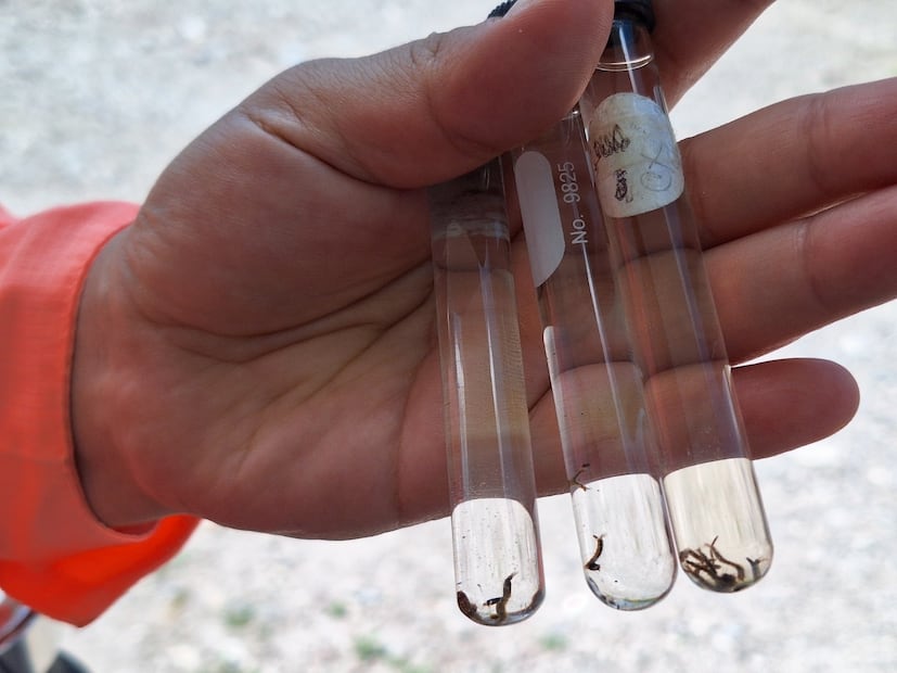 Dengue retrocede en Hidalgo; casos caen casi 90% durante 2026 | Foto: SSH