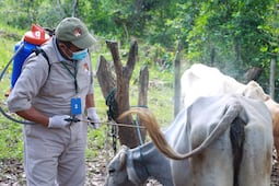 Llaman a reportar casos de gusano barrenador para evitar pérdidas