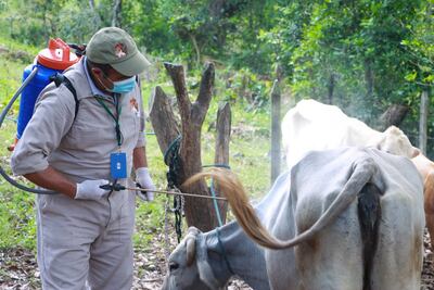 Llaman a reportar casos de gusano barrenador para evitar pérdidas