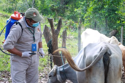 Llaman a reportar casos de gusano barrenador para evitar pérdidas
