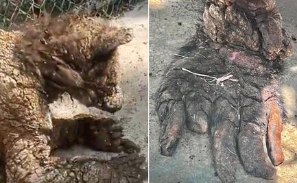 Osita “Mina” se recupera exitosamente tras cirugía en Pachuca