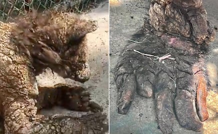 Osita “Mina” se recupera exitosamente tras cirugía en Pachuca