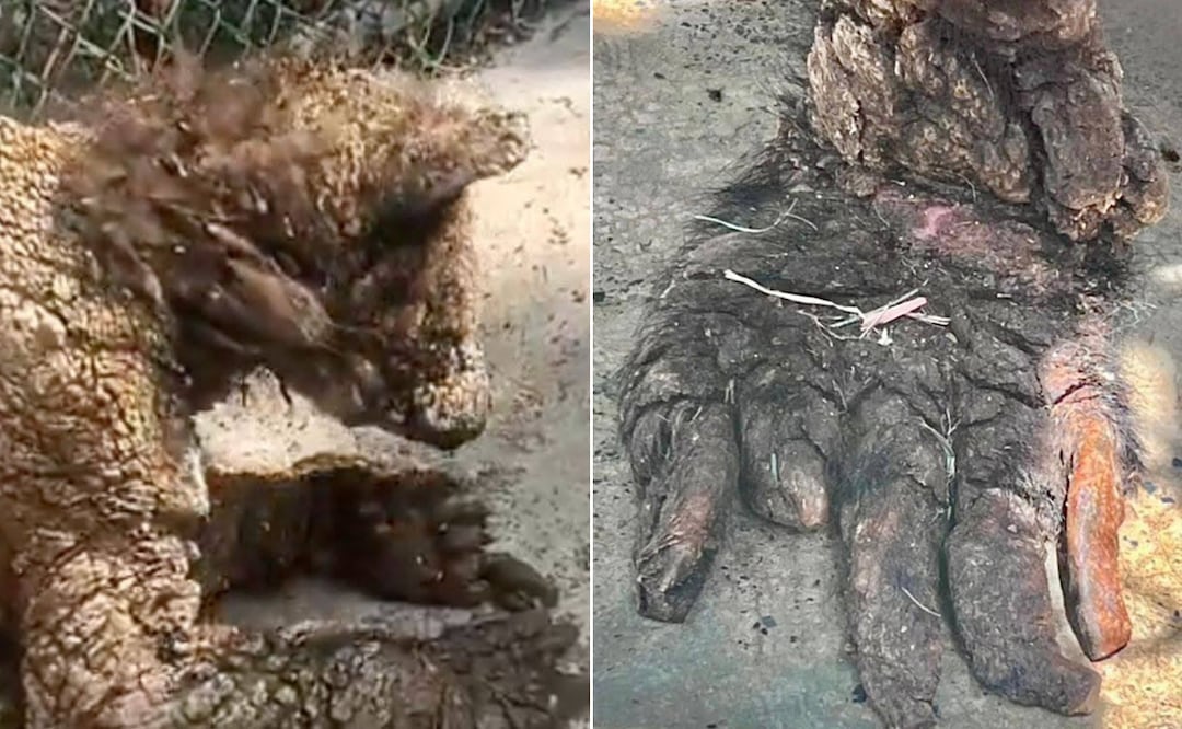 ¡Buenas noticias desde Pachuca! Fotos: especiales