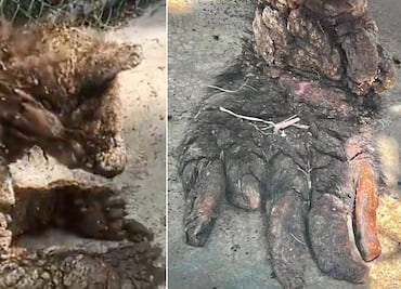 Osita “Mina” se recupera exitosamente tras cirugía en Pachuca