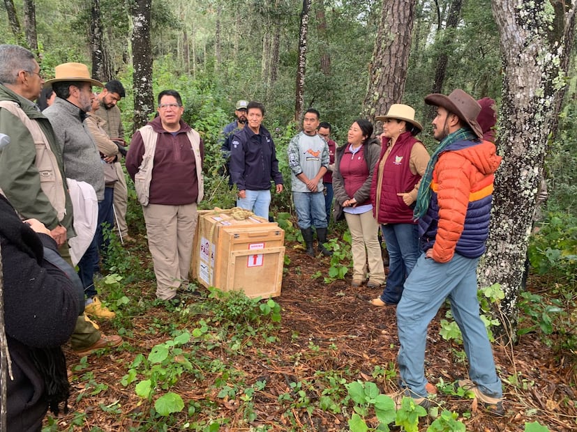 Liberan tigrillo y tres zorras grises en Los Mármoles tras exitoso proceso de rehabilitación | Foto: ayuntamiento de Pachuca