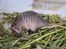 Armadillo bebé rescatado en Mineral del Chico recibe atención especializada por su delicado estado