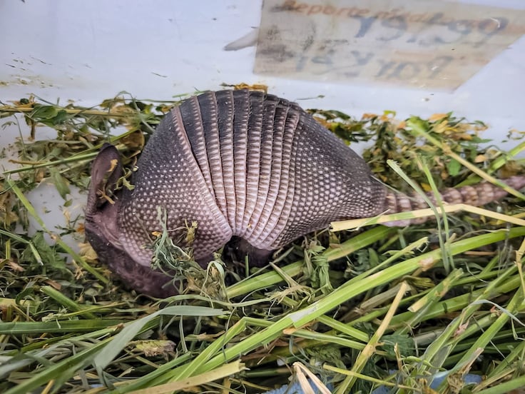Armadillo bebé rescatado en Mineral del Chico recibe atención especializada por su delicado estado