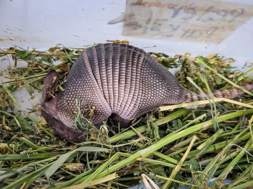 Un pequeño armadillo lucha por sobrevivir | Foto: Unidad de Rehabilitación de Fauna