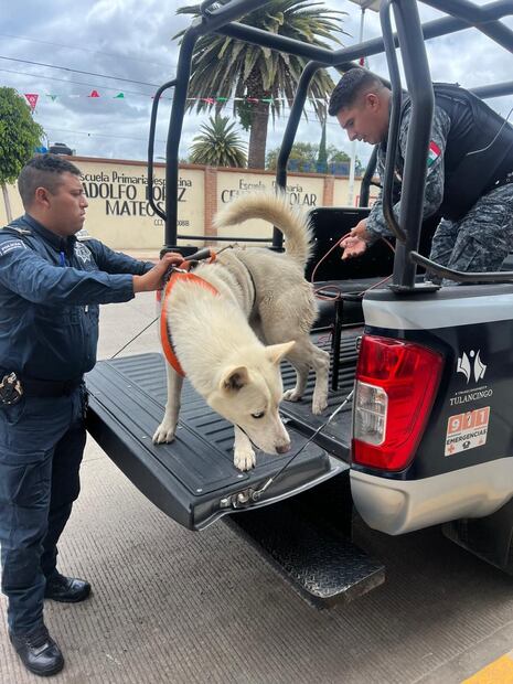 Evidencian en redes nuevo caso de maltrato animal en Tulancingo | Foto: especial
