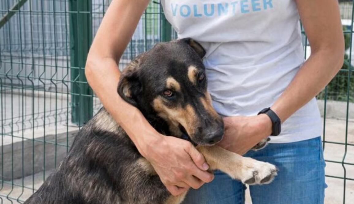 Las organizaciones y las familias de acogida suelen trabajar en red para difundir la situación de los perros. Fuente: Freepik.