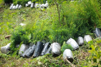 Hidalgo inicia reforestación con 2 millones de plantas para restaurar ecosistemas