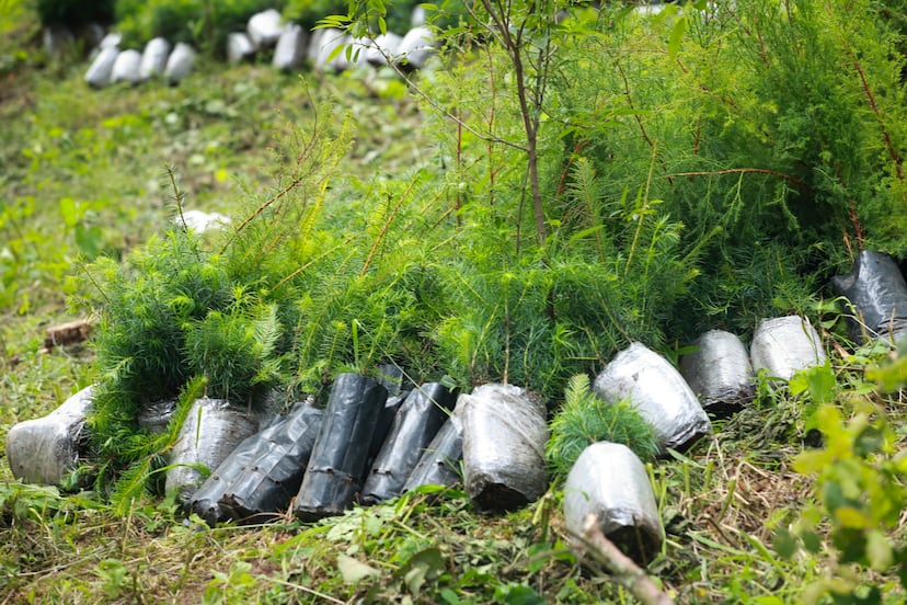 Hidalgo inicia reforestación con 2 millones de plantas para restaurar ecosistemas