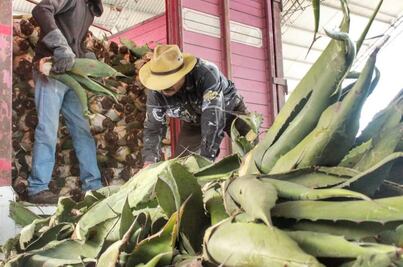 Reforestarán con 26 mil plantas de maguey en Santiago de Anaya