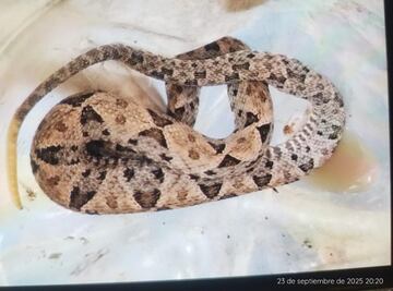 Dos personas hospitalizadas tras ataques de víboras mahuaquites en la Huasteca 