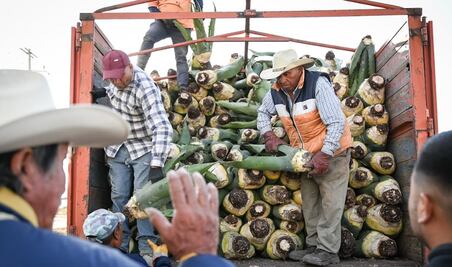 Promueve Saderh producción  de maguey pulquero en Hidalgo