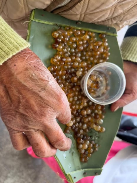Los vinitos y vinguinas, como también se les conoce, son hormigas que recolectan miel y la depositan en su abdomen I Foto: Ricardo Calleja