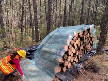 Sequía extrema sigue afectando la salud forestal en Hidalgo, con más de 2 mil 500 hectáreas dañadas