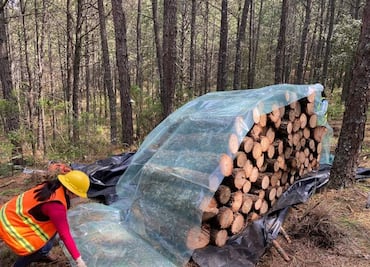 Sequía extrema sigue afectando la salud forestal en Hidalgo, con más de 2 mil 500 hectáreas dañadas