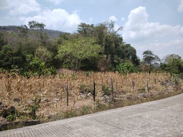 Sequía golpea cultivos en la Huasteca; agricultores pierden siembras de maíz