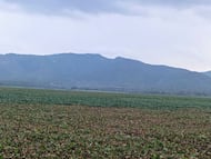 Presa Rojo Gómez en Alfajayucan sigue sin intervención contra el lirio
