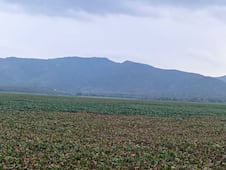 Presa Rojo Gómez en Alfajayucan sigue sin intervención contra el lirio