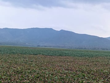 Presa Rojo Gómez en Alfajayucan sigue sin intervención contra el lirio