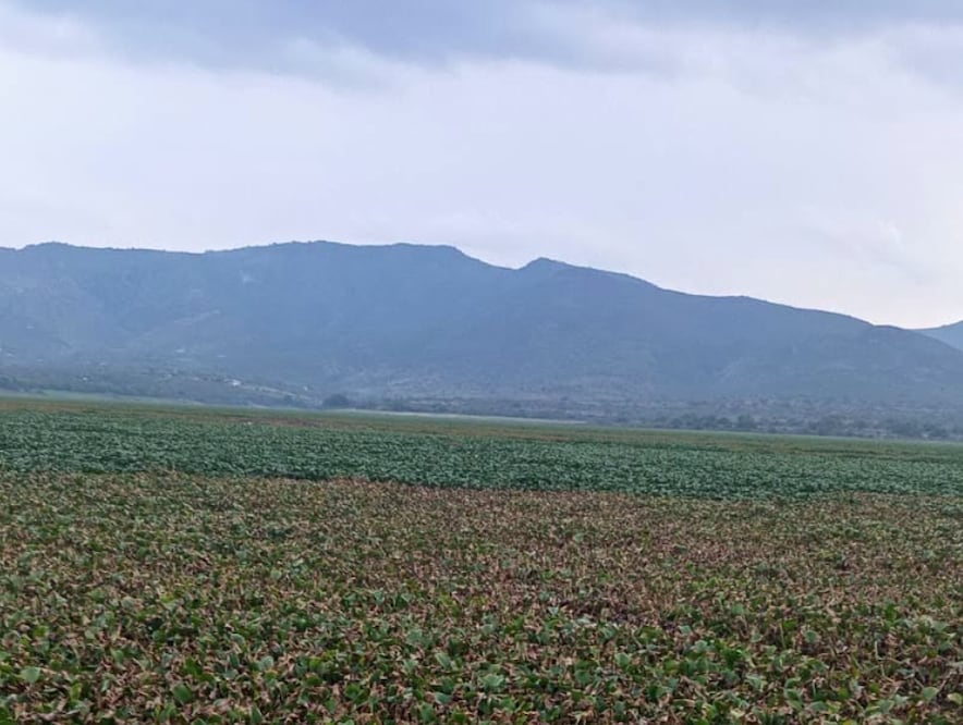 Más del 90 por ciento de la superficie de la presa Javier Rojo Gómez está cubierta por lirio acuático | Foto: Erika Gutierrez