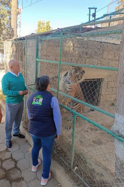 Puma rescatado en septiembre se quedará en el zoológico de Tulancingo | Facebook: Zoológico Tulancingo