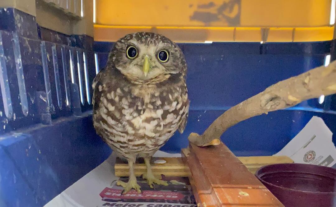 Facebook: Unidad de Rehabilitación de Fauna Silvestre Pachuca